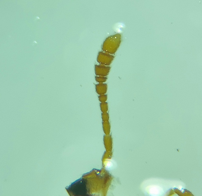Leiodidae - pecebogárfélék Leiodidae - pecebogárfélék