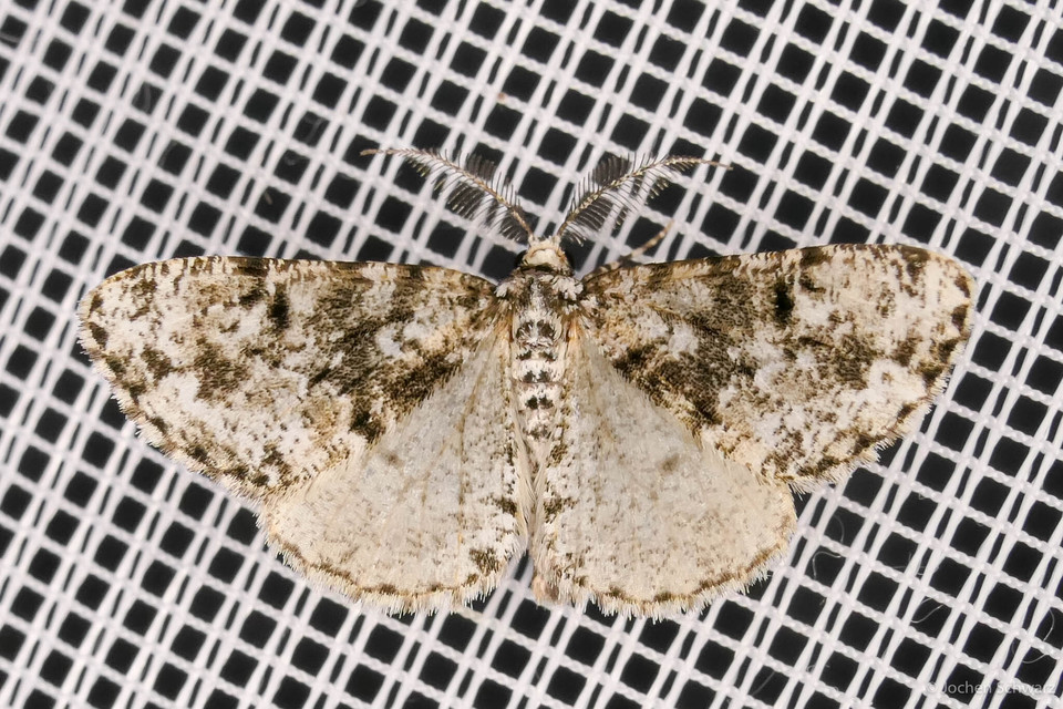 Fagivorina arenaria - bükkfaaraszoló