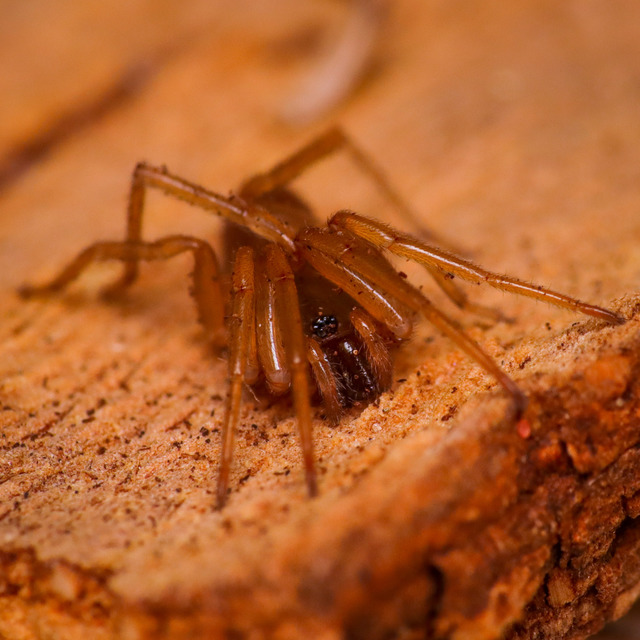 Dysderidae - fojtópókok