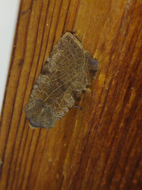 Conistra rubiginosa - szürke télibagoly