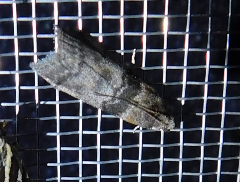 Sciota