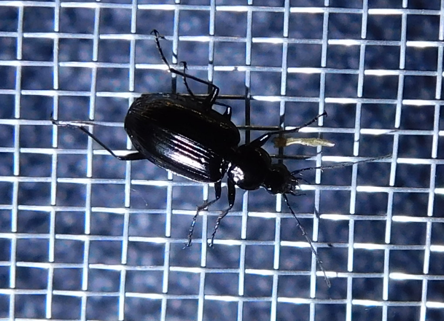 Agonum Agonum