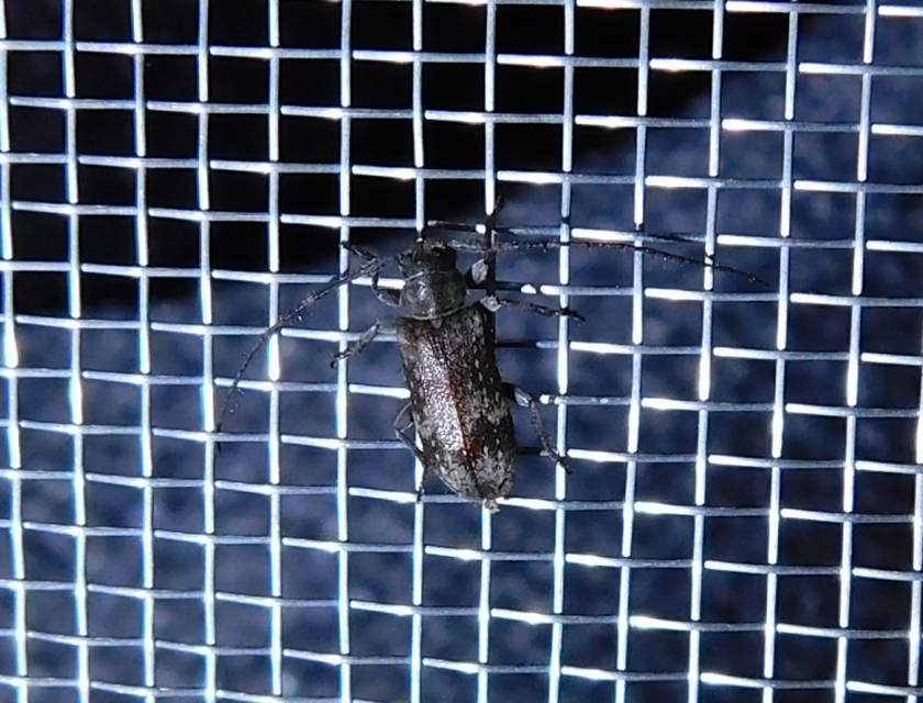 Exocentrus adspersus - tölgyfa-rőzsecincér