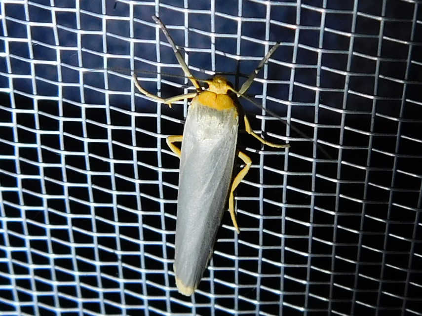 déli zuzmószövő - Eilema caniola