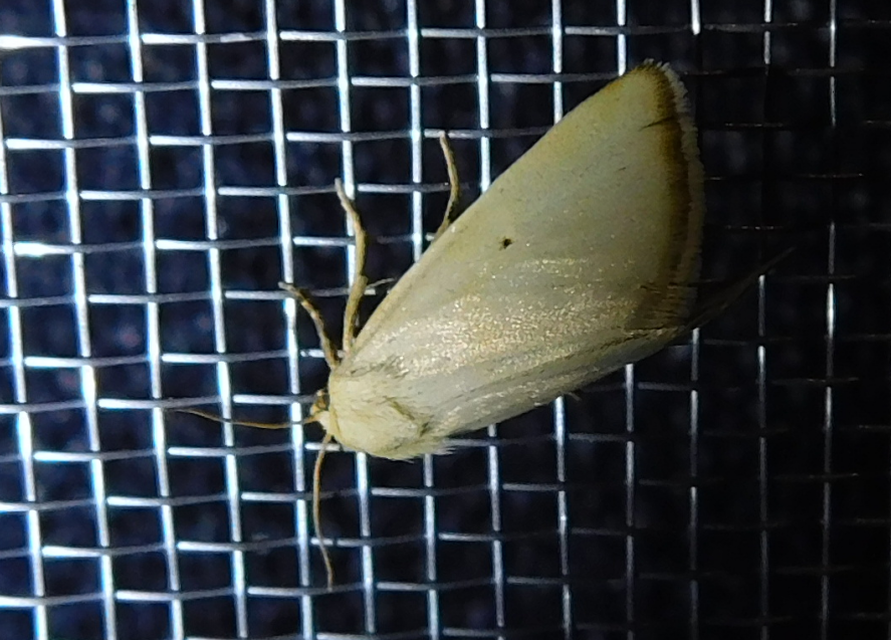 felemásszárnyú bagoly - Aegle kaekeritziana