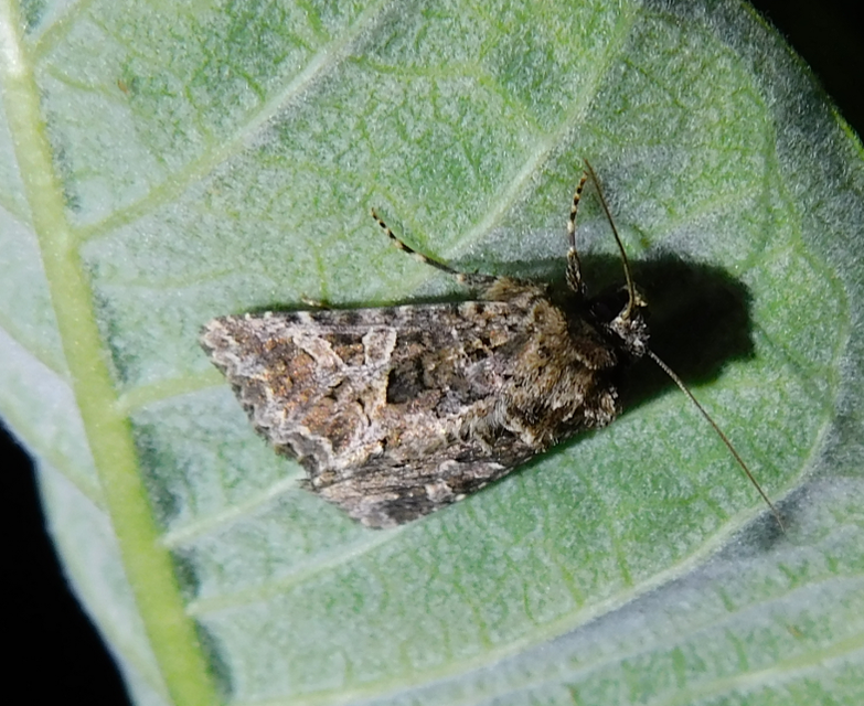 Hadena bicruris/capsincola