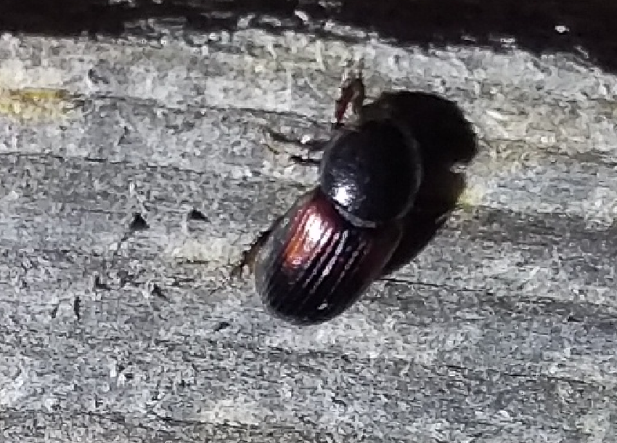 Aphodius varians - változékony trágyabogár