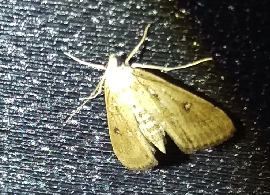 Parapoynx stratiotata - közönséges vízimoly
