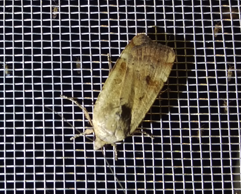 köztes sárgafűbagoly - Noctua interposita