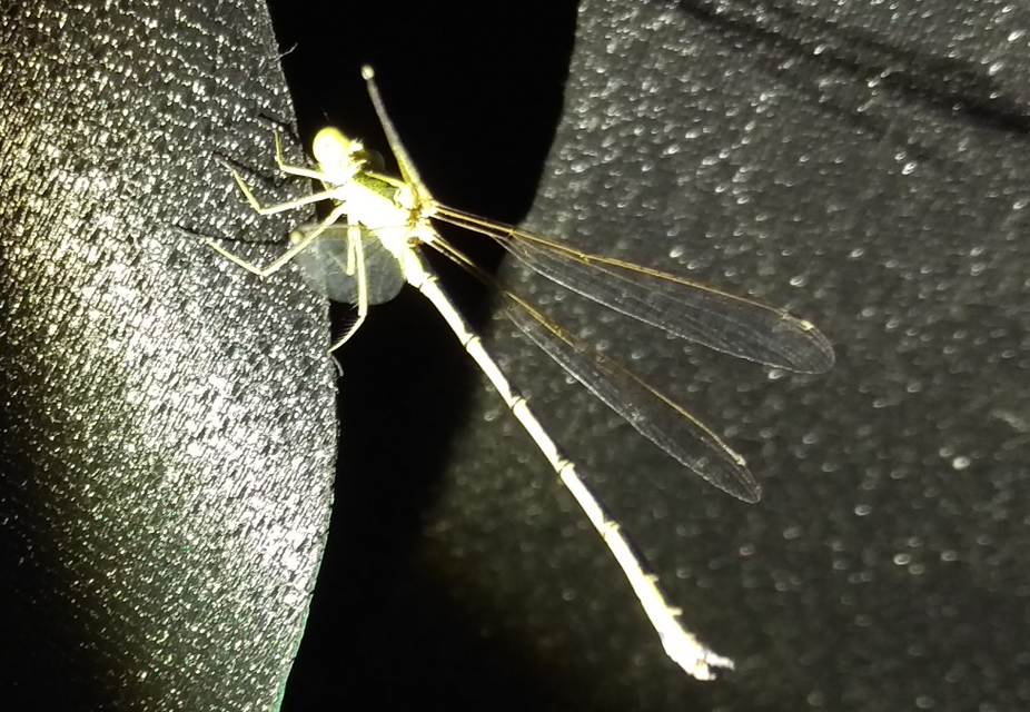 Lestes barbarus - foltosszárnyjegyű rablószitakötő