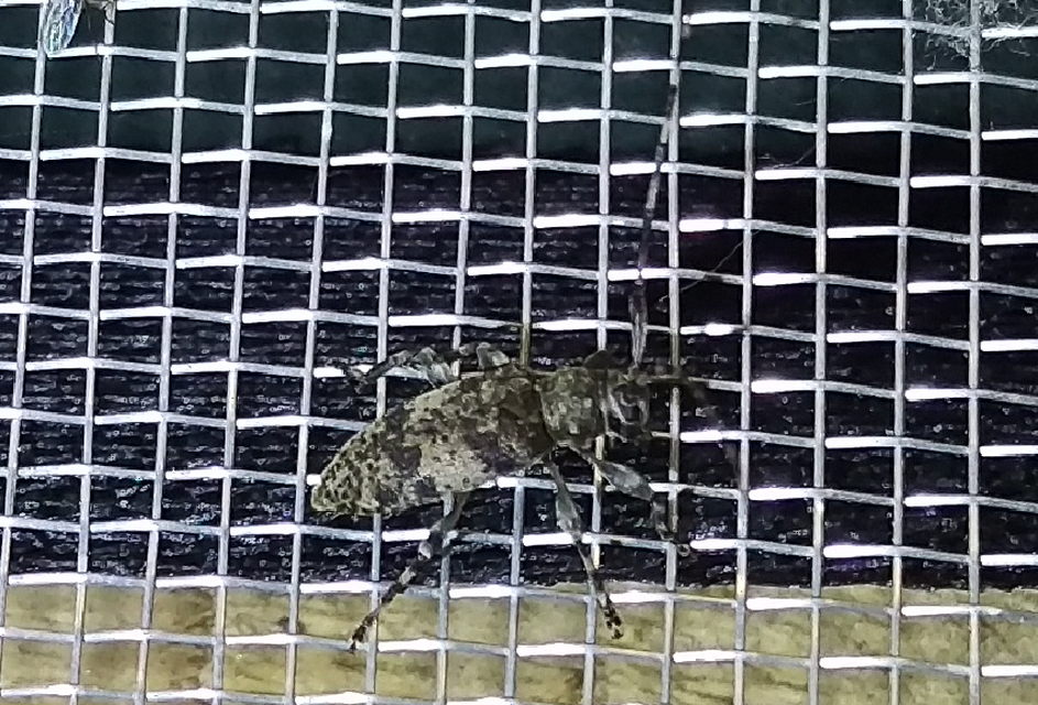 Leiopus nebulosus - öves gesztcincér