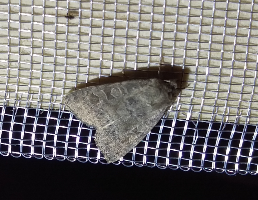 sötét erdeibagoly - Parastichtis suspecta