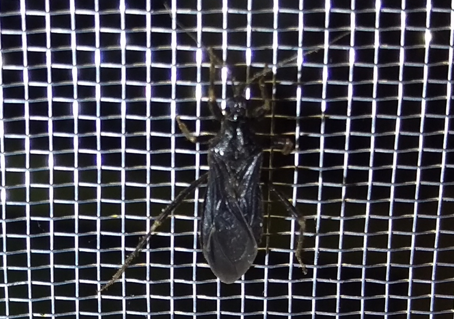 Reduvius personatus - szemetes zugpoloska