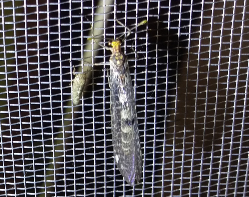 Megistopus flavicornis - kétfoltos hangyaleső
