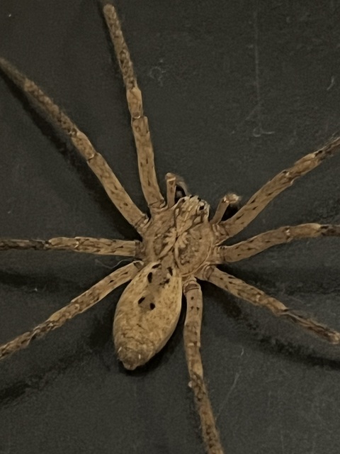 Zoropsis spinimana - tüskéskezű álfarkaspók