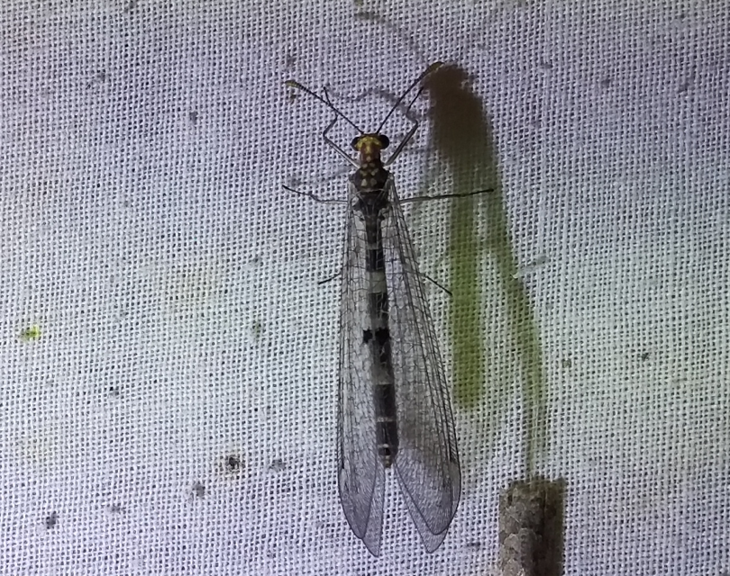 Megistopus flavicornis - kétfoltos hangyaleső