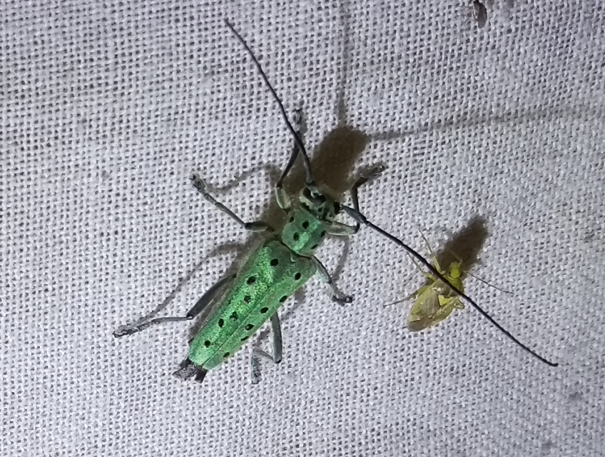 Saperda punctata - pettyes szilcincér Saperda punctata - pettyes szilcincér