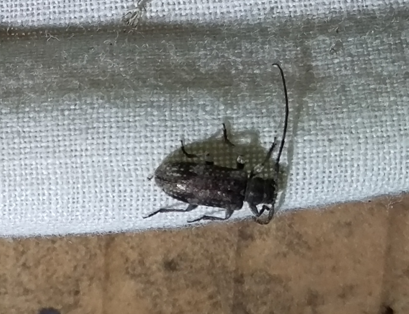 Exocentrus adspersus - tölgyfa-rőzsecincér