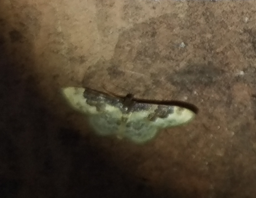 tarka apróaraszoló - Idaea rusticata