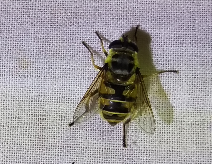 Myathropa florea - halálfejes odúlégy