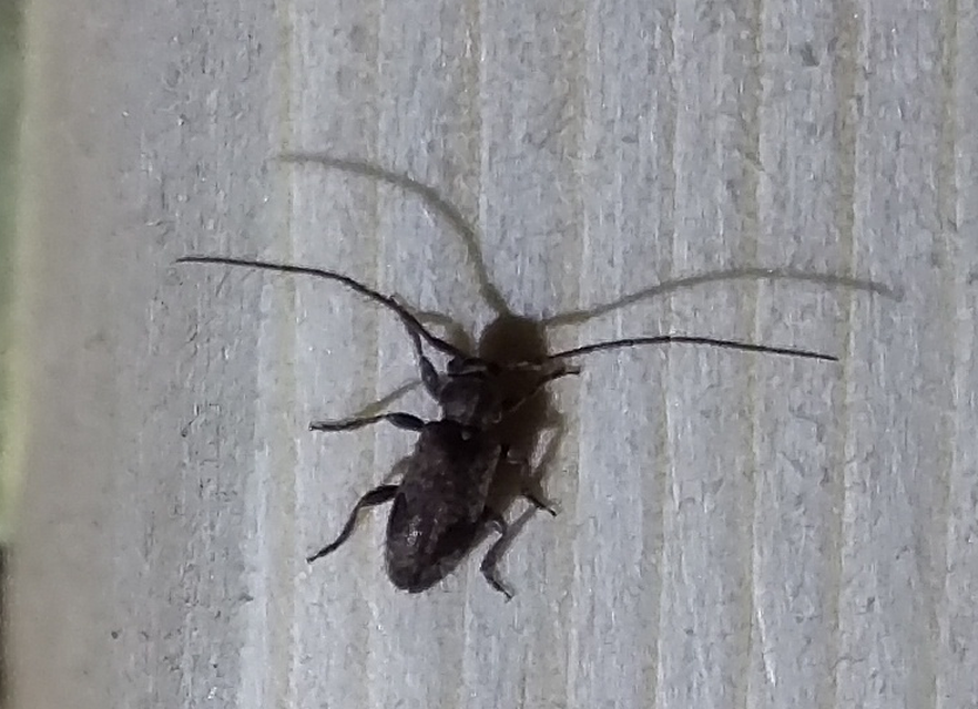 Exocentrus punctipennis - szilfa-rőzsecincér