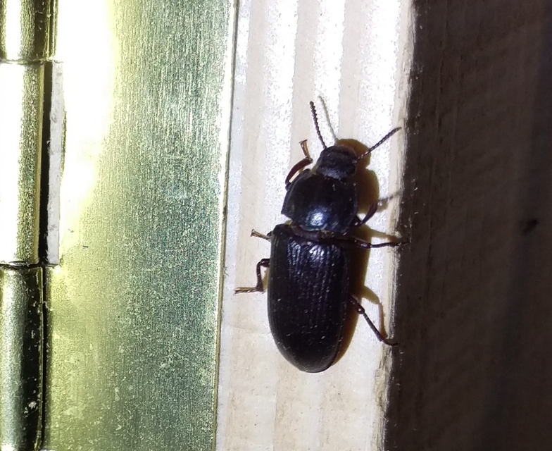 Tenebrio molitor - közönséges lisztbogár