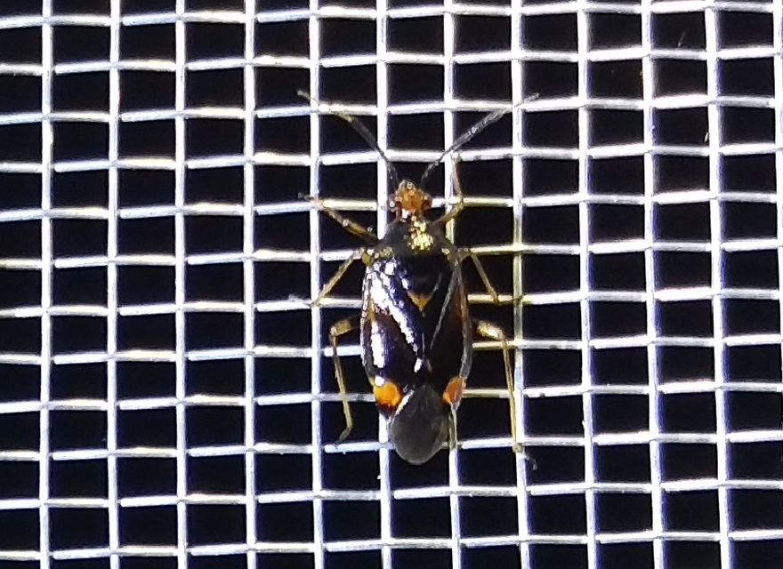 Deraeocoris ruber - vöröses mezeipoloska