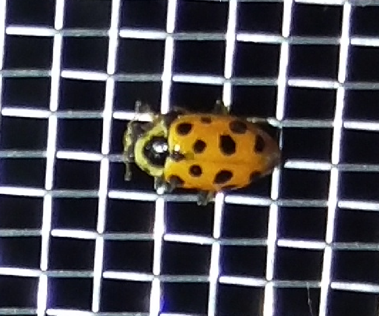 Hippodamia tredecimpunctata - mocsári katica