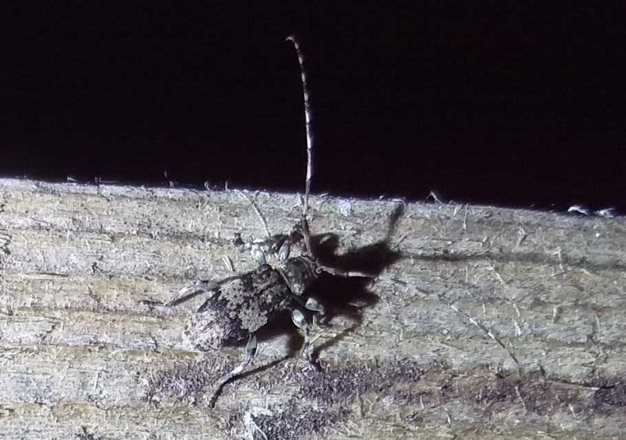 Leiopus nebulosus - öves gesztcincér