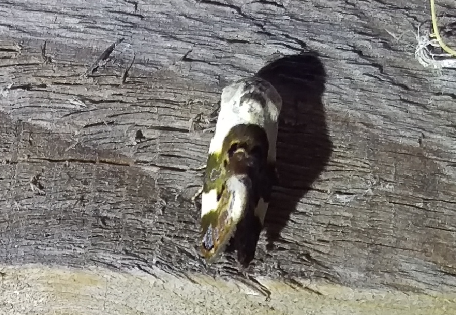 fehér nappalibagoly - Acontia lucida