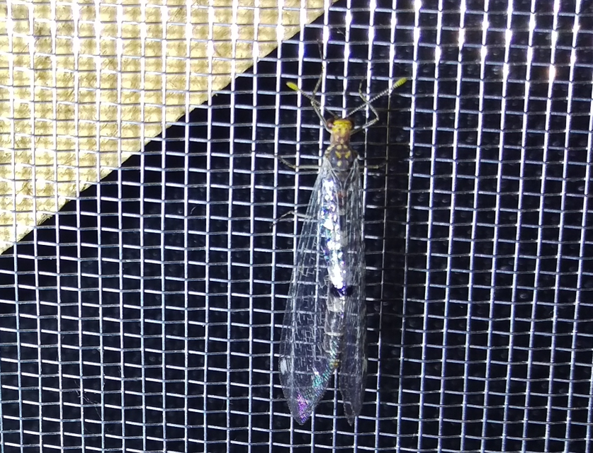 Megistopus flavicornis - kétfoltos hangyaleső