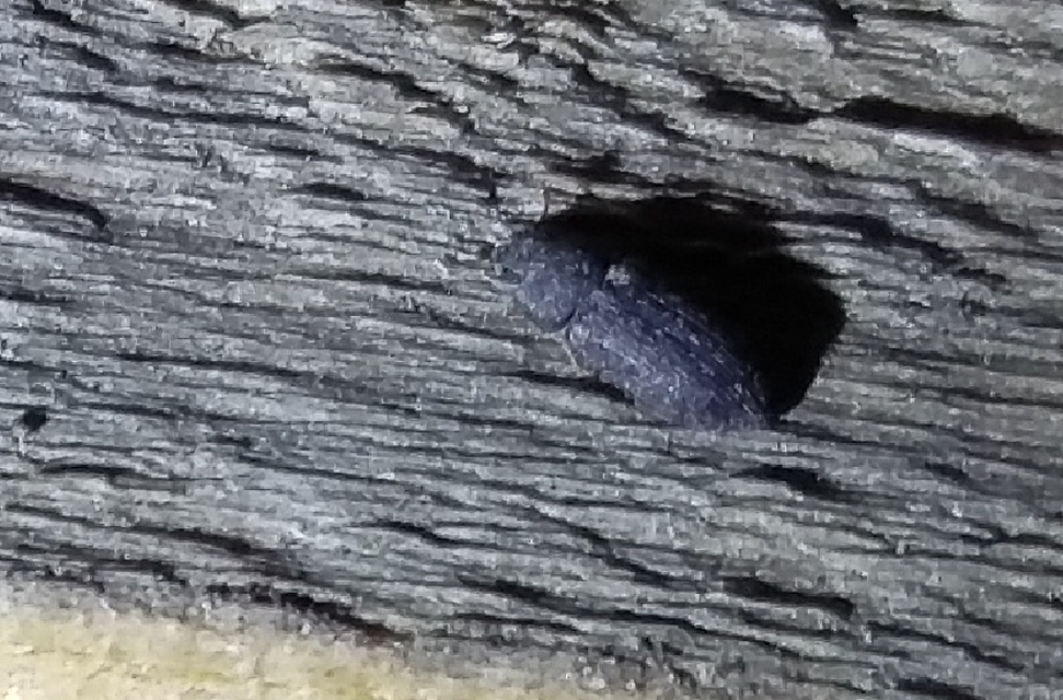 Colobicus hirtus - szegélyes héjbogár
