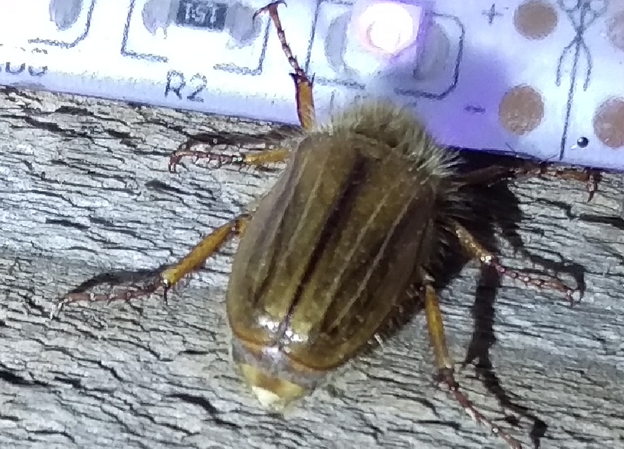 Amphimallon solstitiale - bordás sárgacserebogár