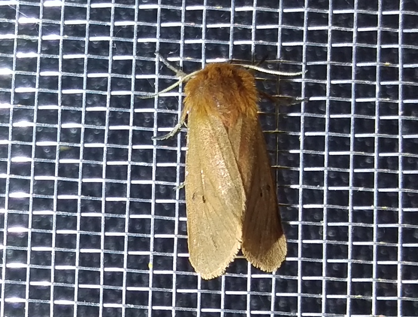 füstös medvelepke - Phragmatobia fuliginosa