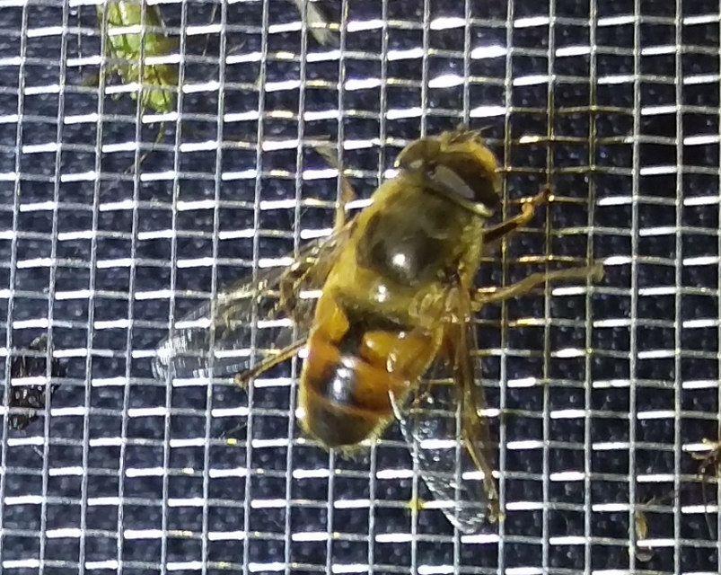 Eristalis tenax - közönséges herelégy