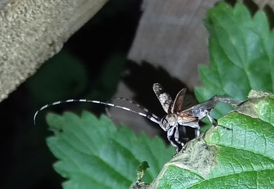 Acanthocinus griseus - szürke daliáscincér
