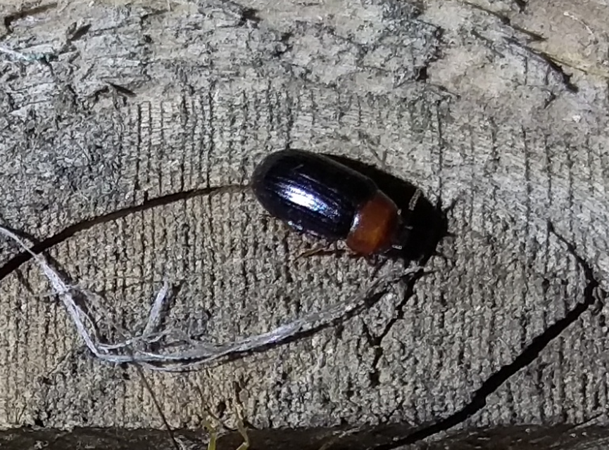 Neomida haemorrhoidalis