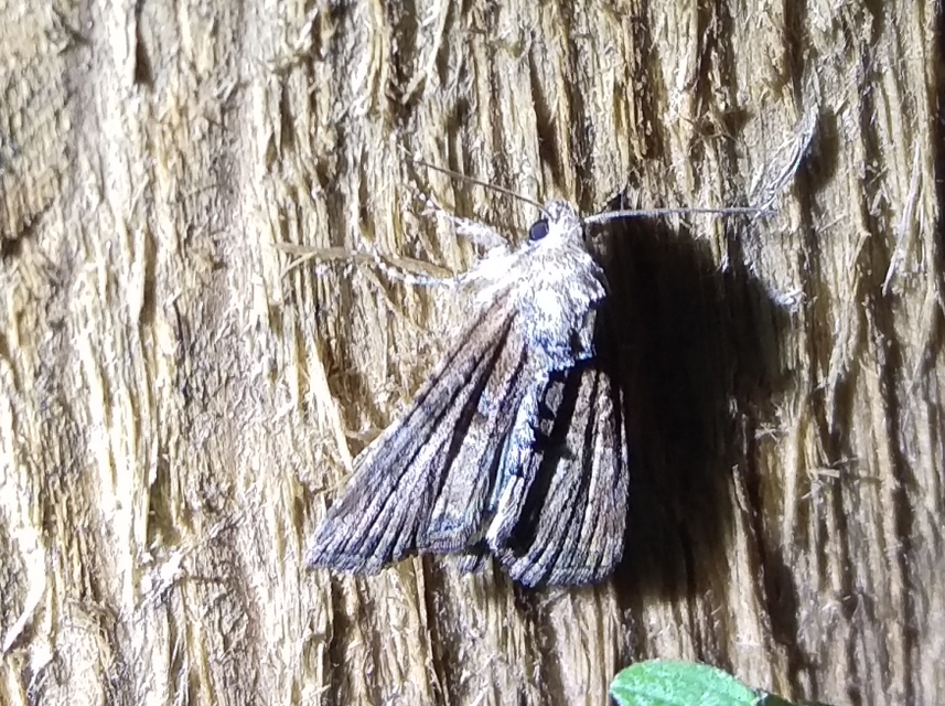 kétszínű dudvabagoly - Mesoligia furuncula