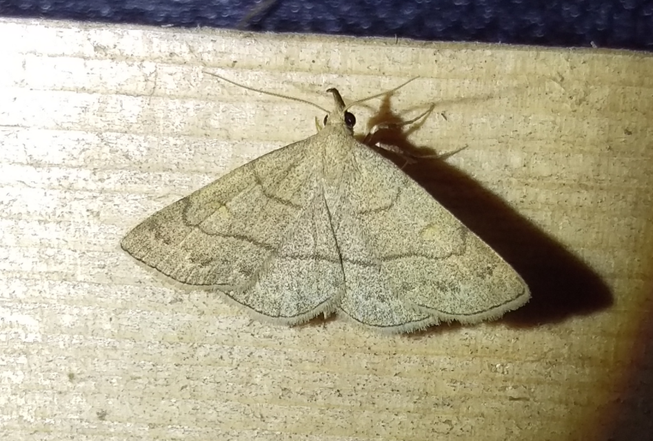 sárgás karcsúbagoly - Paracolax tristalis