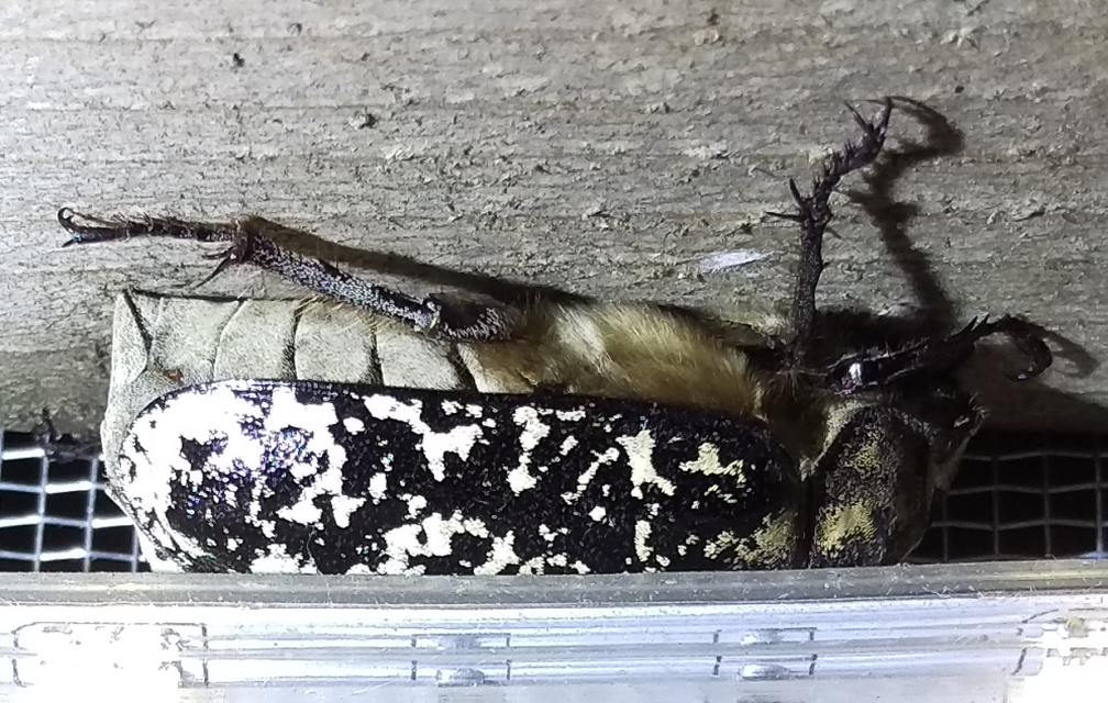 Polyphylla fullo - csapó cserebogár