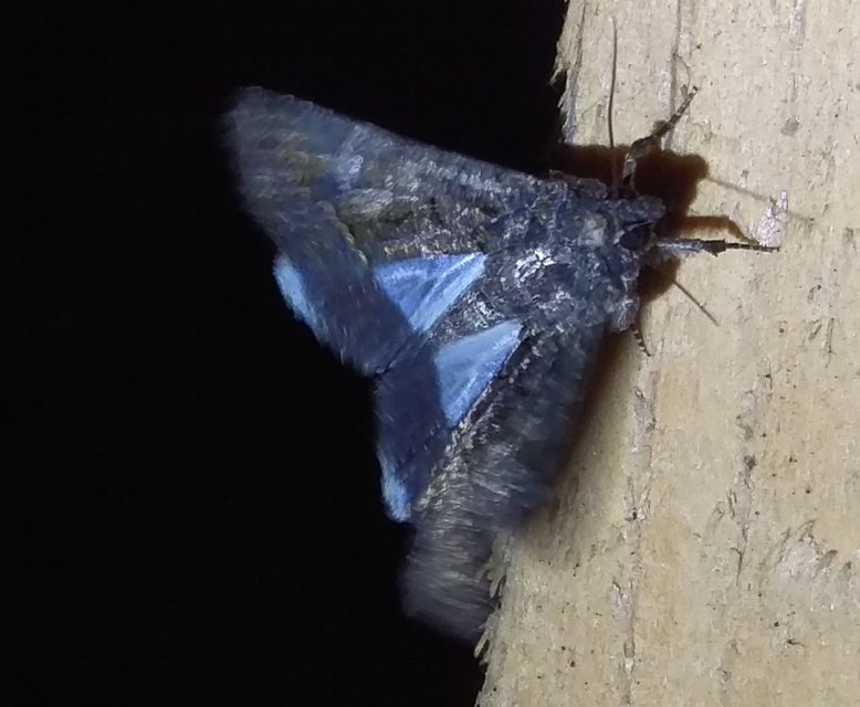 déli folyófűbagoly - Anophia leucomelas