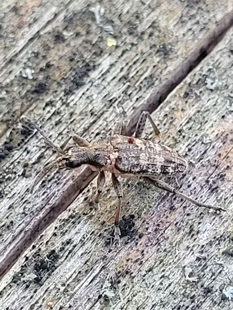 Rhagium inquisitor - fenyves-tövisescincér