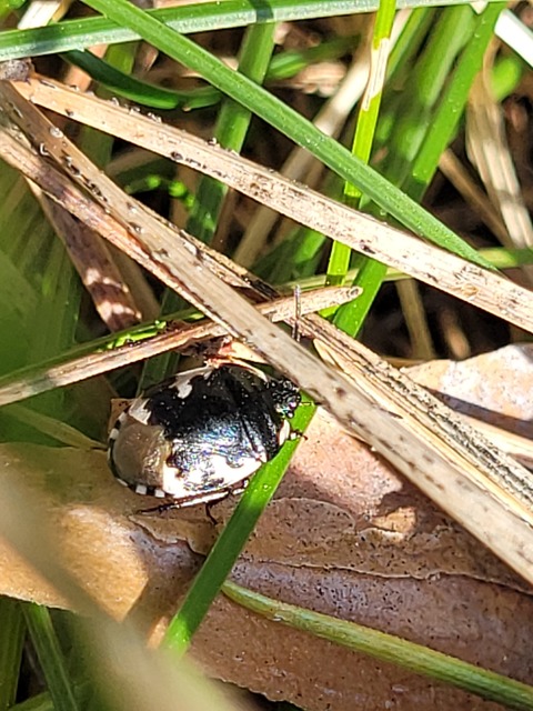 Tritomegas bicolor - foltos földipoloska