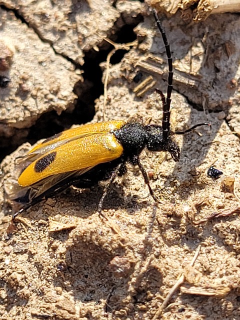 Apalus bimaculatus - kétfoltos élősdibogár