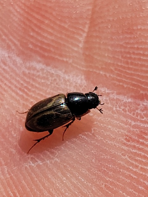 Aphodius prodromus - sárgalábú trágyabogár