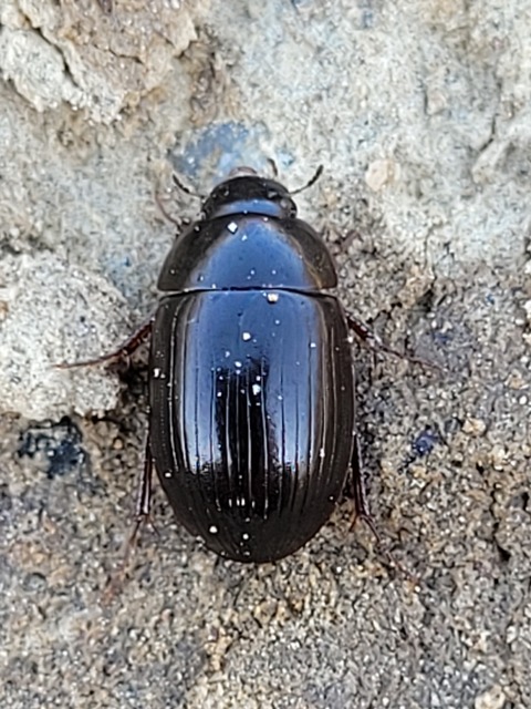 Hydrobius