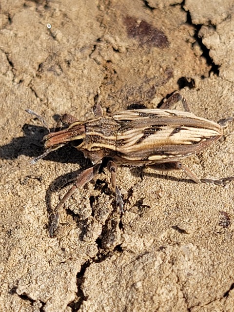 Coniocleonus nigrosuturatus - nyíljegyes barkó