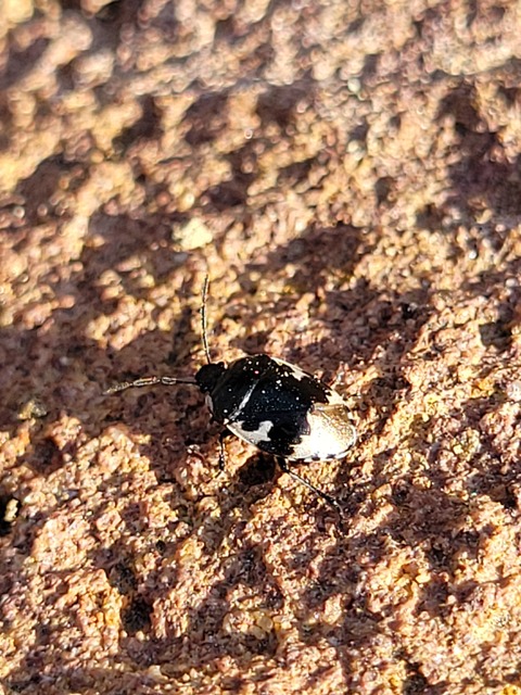 Tritomegas bicolor - foltos földipoloska