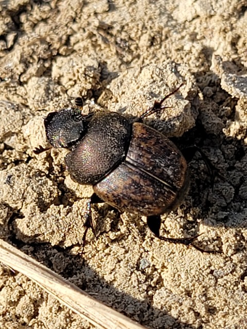 Onthophagus fracticornis - bronzos trágyatúró