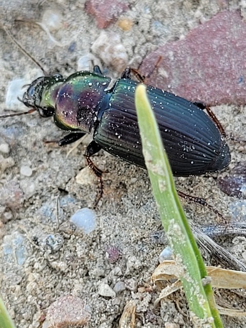 Harpalus distinguendus - mezei lomhafutó